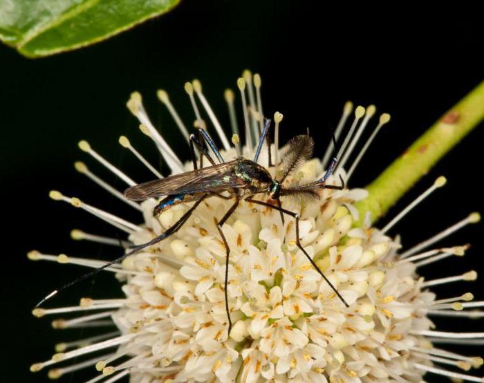 Шта једу мушки комарци