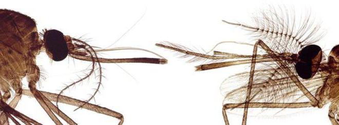 Комарци мушке и женске разлике
