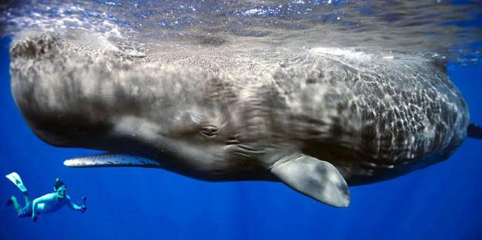 wieloryb to ryba lub ssak