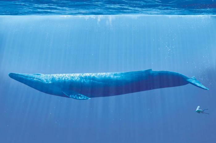 opis wielorybów