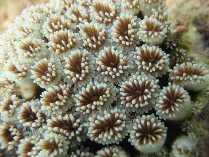 korale je žival ali rastlina