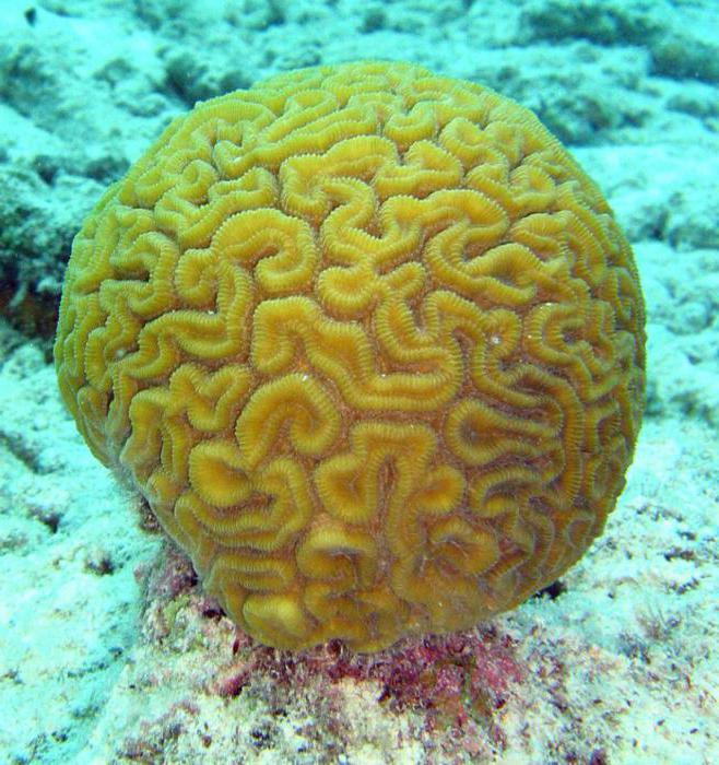 caratteristiche dei polipi corallini