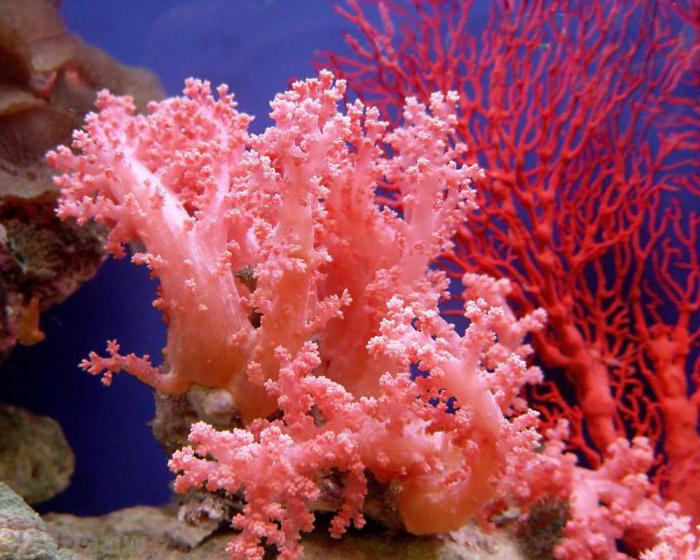 vrste koral