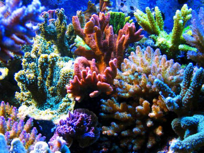 co jsou korály