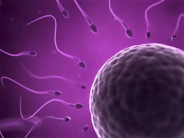 je možné těhotenství před ovulací