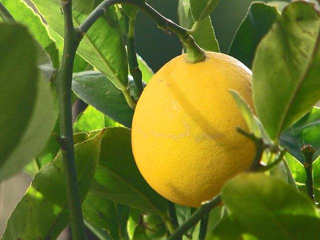 домашен лимон