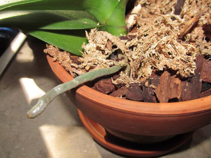 как да пресадите цъфтяща орхидея