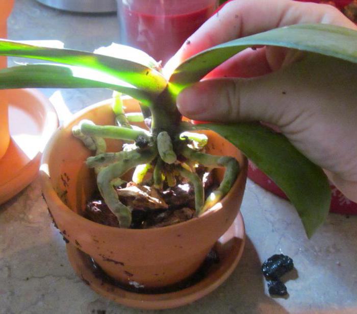 jak transplantovat kvitnoucí orchidej doma