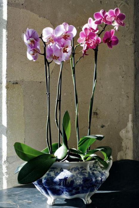 je možné replantovat kvetoucí orchidej Phalaenopsis