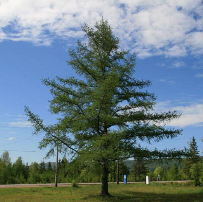 il larice si riferisce agli alberi di conifere o decidui