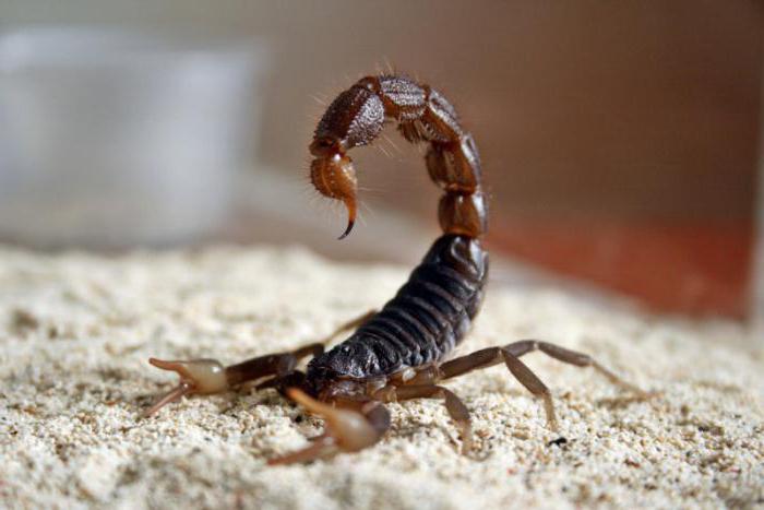 Skorpion jest zdjęciem zwierząt lub owadów