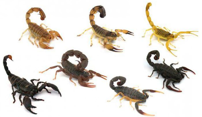 скорпионът е животно или насекомо към кой клас
