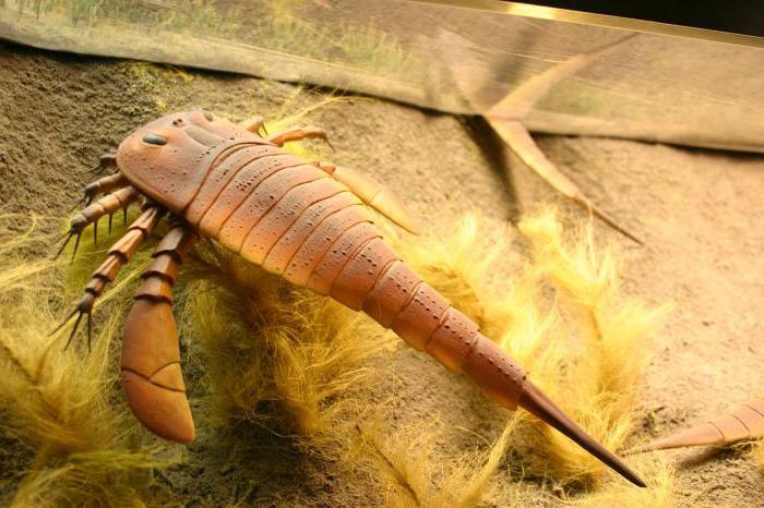 шкорпион је инсект или животиња