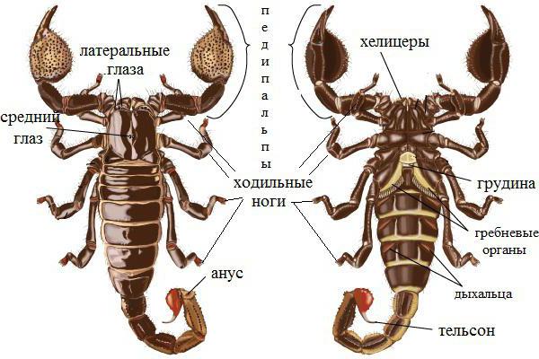 Skorpion to zwierzę lub owad