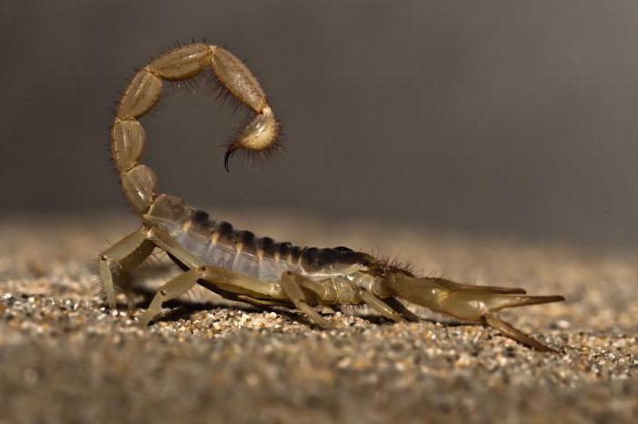 скорпионът е животно или насекомо към кой клас