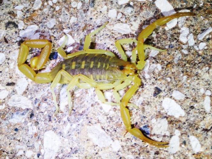 Skorpion jest zwierzęciem lub owadem, do którego klasy