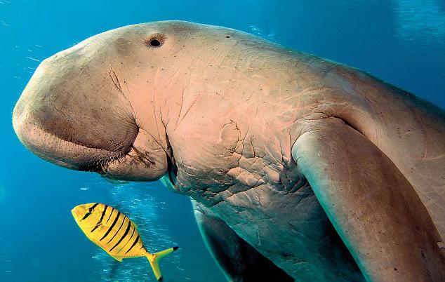 Il dugongo è una mucca marina.