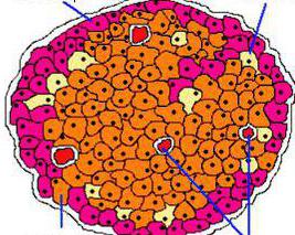 лангерханс оточне ћелије
