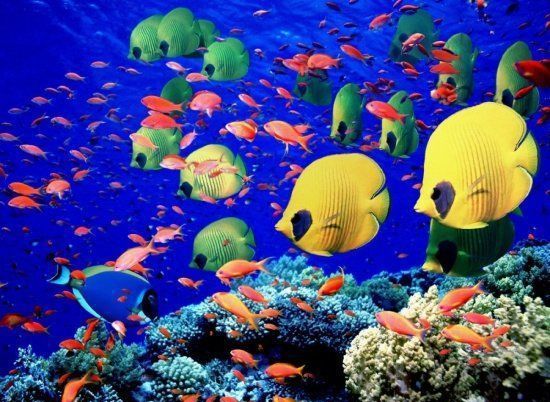 barriera corallina e pesce