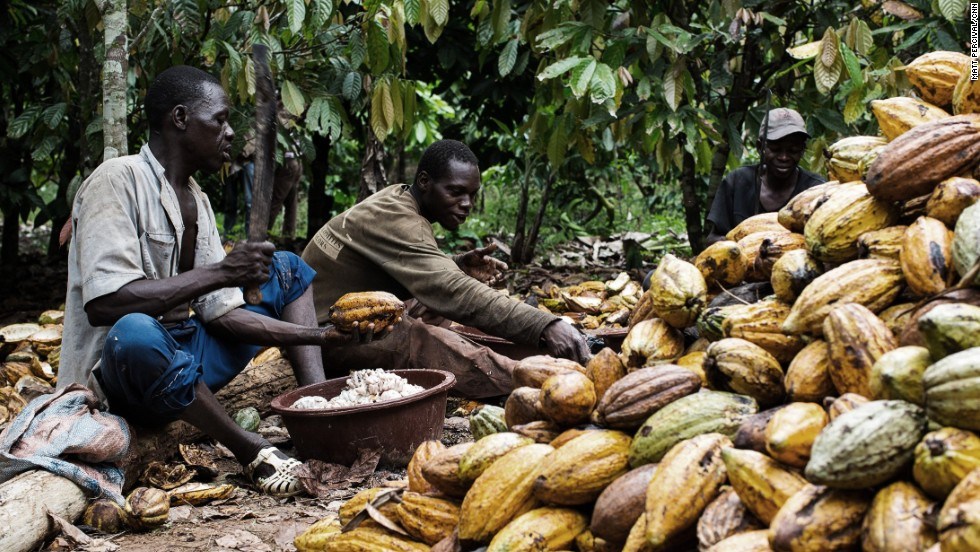 Какаови зърнени култури