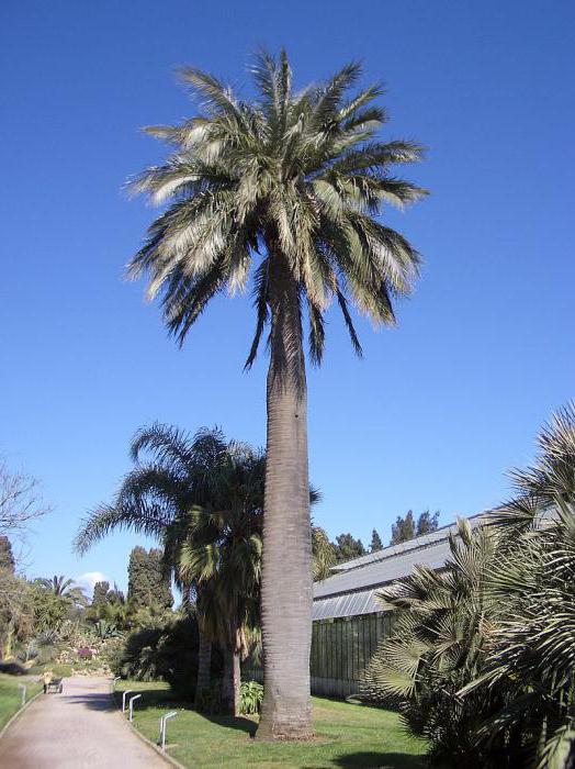 Vrste palm