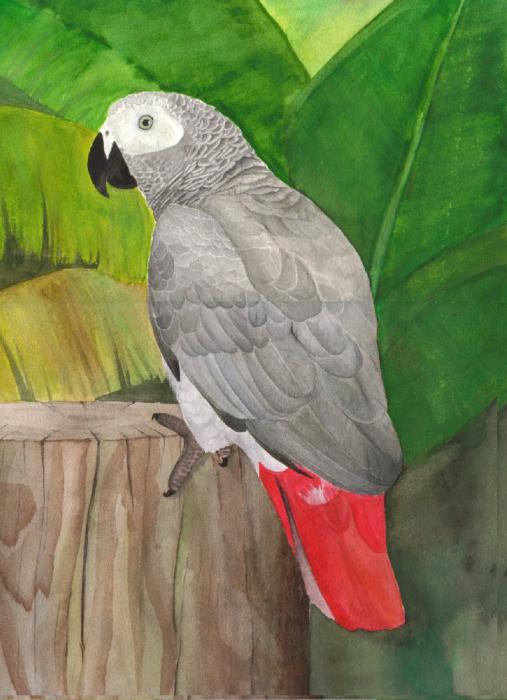 pappagallo dalla coda rossa jaco