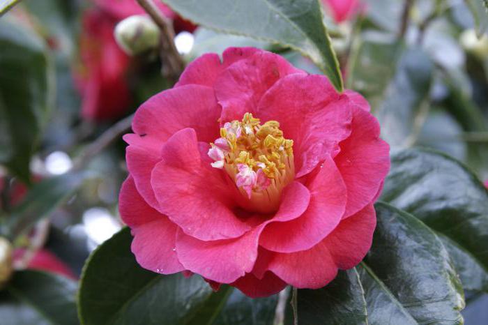 camellia japanese