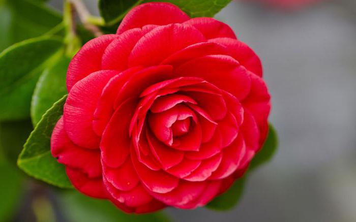 camellia japonska fotografija
