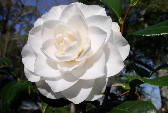 camellia japanese care