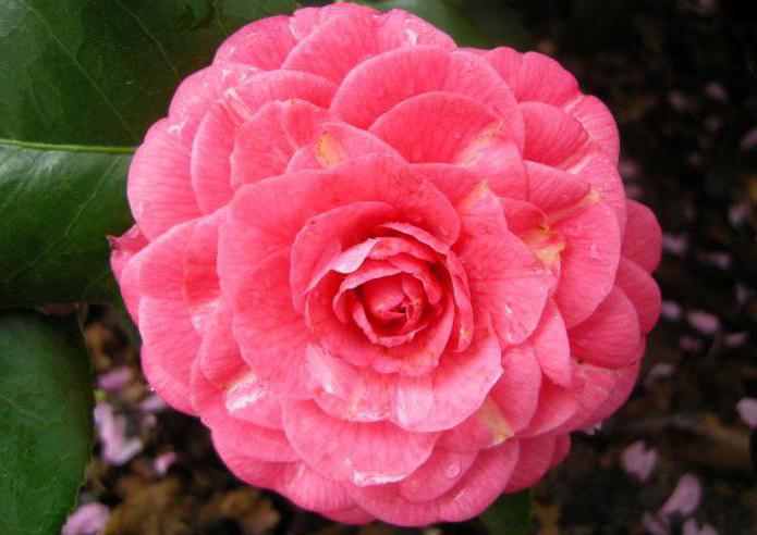 Camellia japonská domácí péče