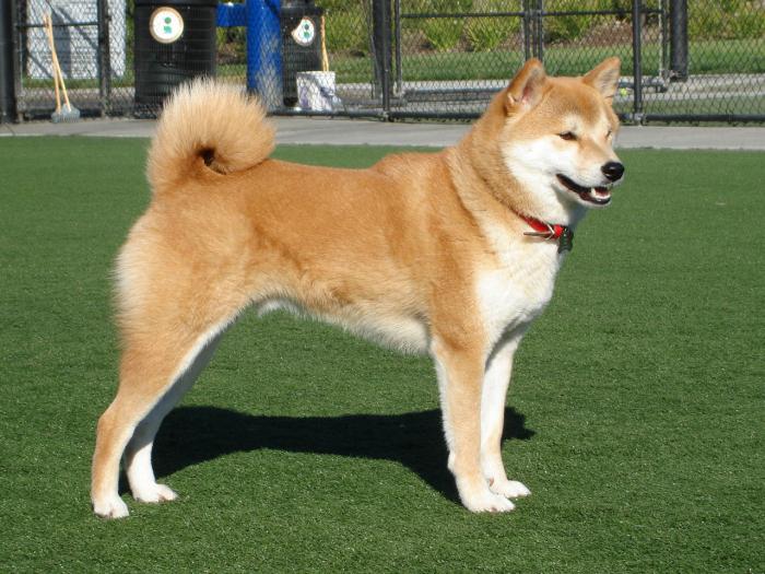 Japanska fotografija psa Akita