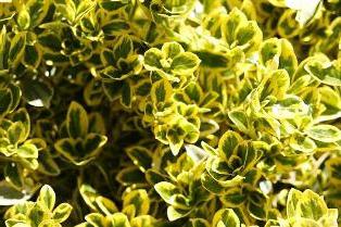 Euonymus giapponese
