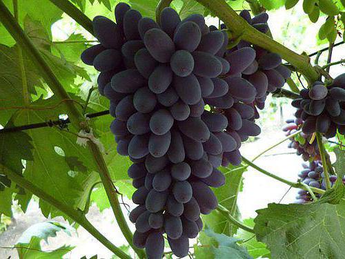 Jupitrova sorta grozdja