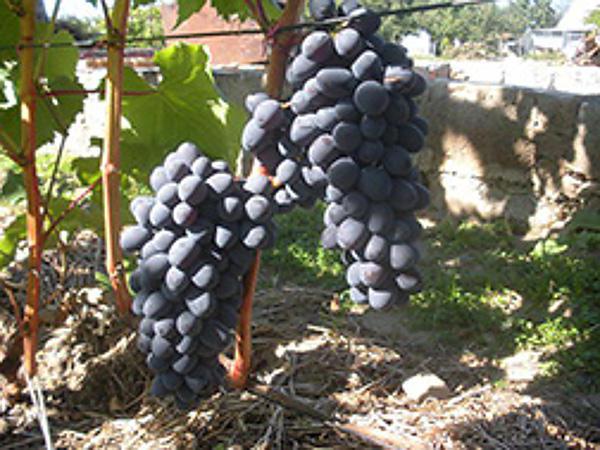 descrizione varietà uva Giove