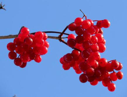 Viburnum rdeče koristne lastnosti in kontraindikacije