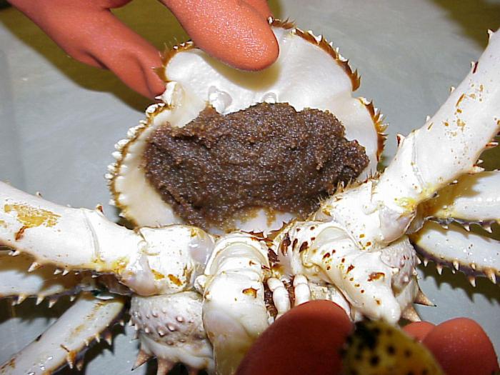 žít Kamčatka krab