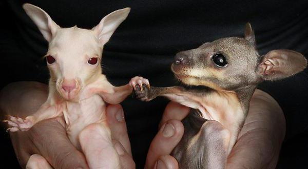 rođenje kengura