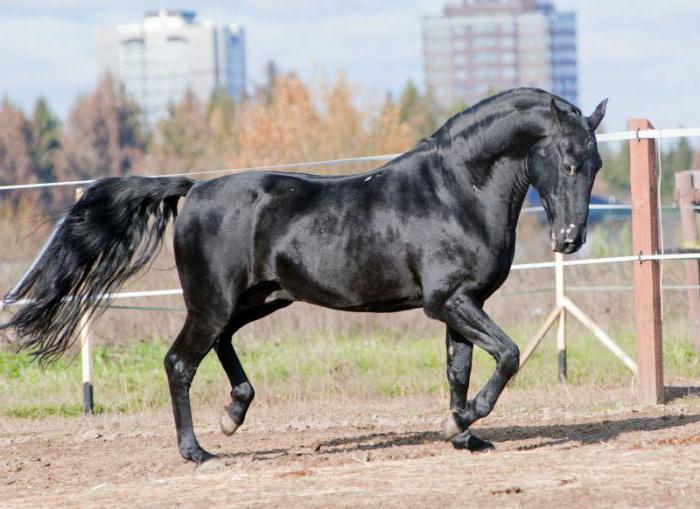 Kůň Karachai