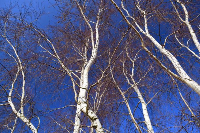 Karelijska fotografija breze