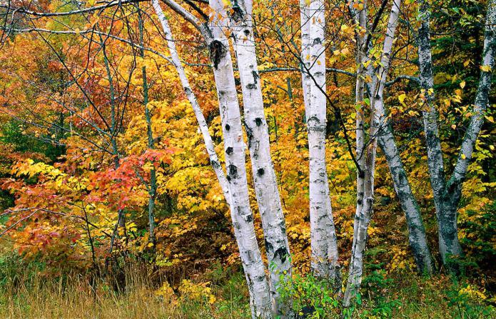 Karelijske sadnice breze