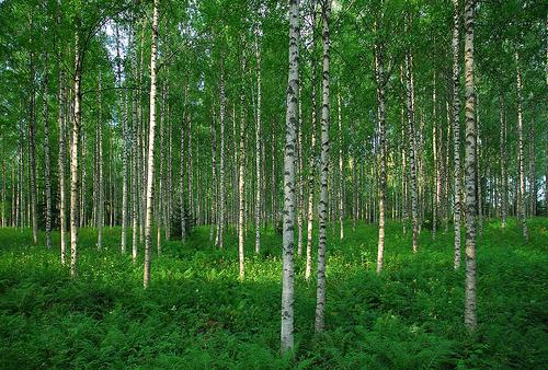 Karelijska svjetla breza