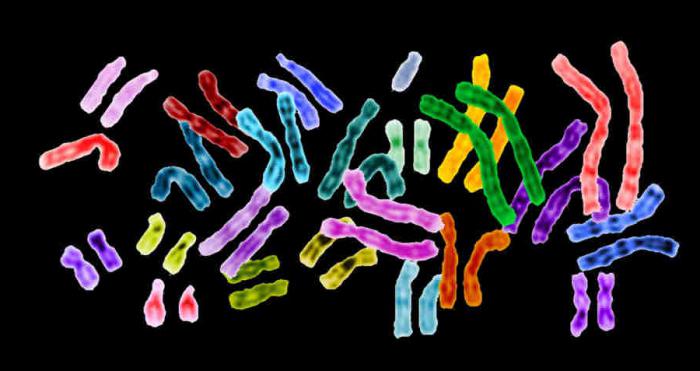 Комплект хромозоми