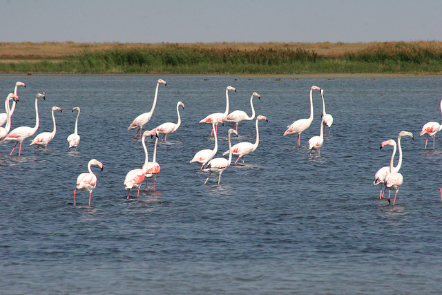 Flamingo nella riserva di Naurzum