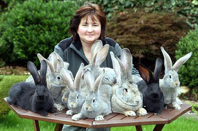 chovných a chovných králíků