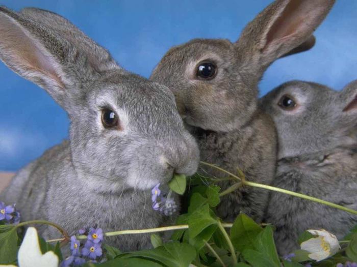 podmínky chovu králíků
