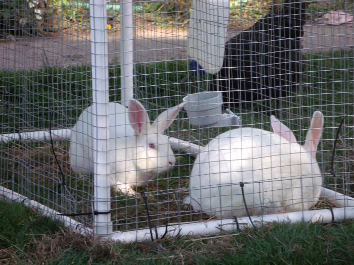 metodách chovu králíků