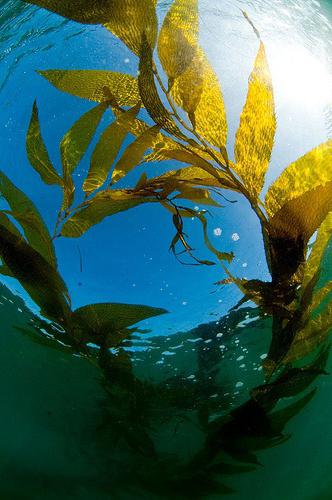 kelp slimming