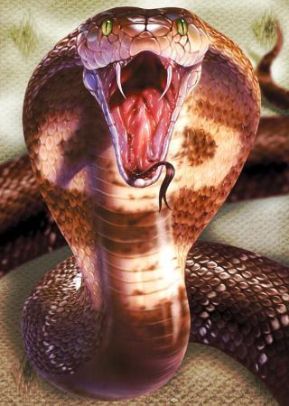 kobra królewska