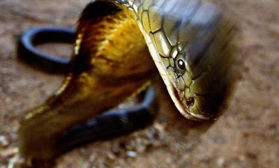 снимка на кралската кобра