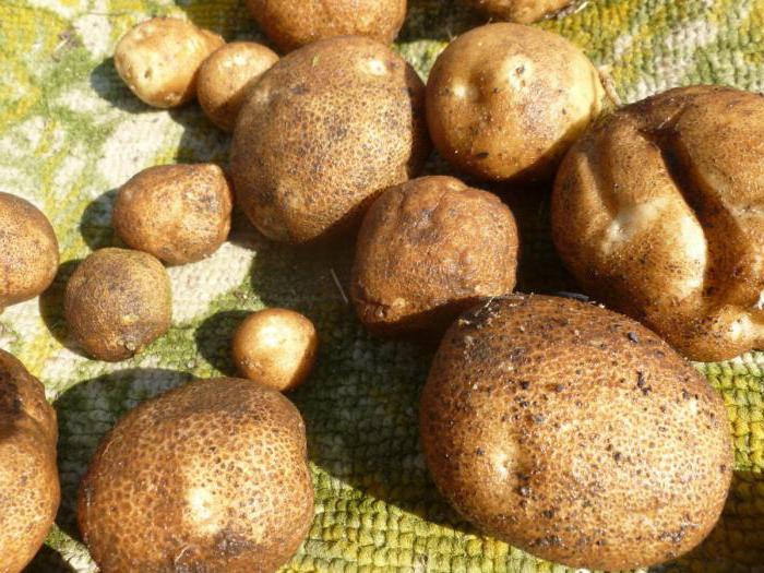 kivi krompir sortne značilnosti
